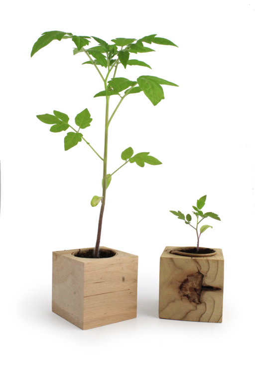 Kit à planter bois IDG74_4946